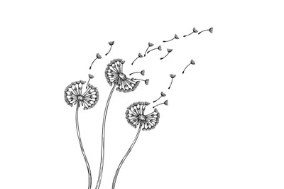 Dandelion silhouettes. Dandelions grass pollen delicate plant seeds bl