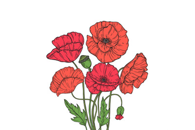 Poppy bouquet. Red poppies flower meadow garden flowers decorative pla