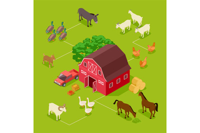 Isometric farm vector concept. Livestock&2C; farm birds&2C; barn 3d illustra