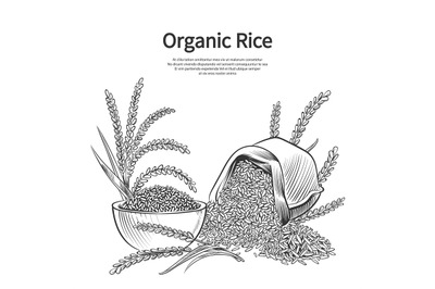 Hand drawn rice background. Rice sack, bowl and ears vector illustrati