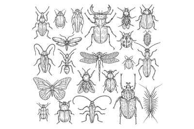 Insects hand drawn. Butterfly&2C; beetle and fly&2C; ant. Dragonfly&2C; ladybug