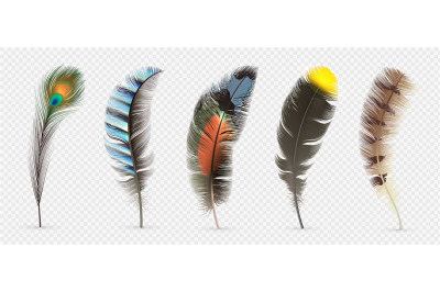 Realistic bird feathers. Detailed colorful feather of different birds.