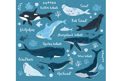 Marine whales. Dolphin, killer whale, narwhal, sperm whale and walrus,