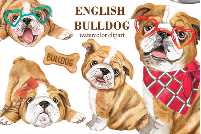English bulldog watercolor clipart. Cute bulldog puppies, pet, dog