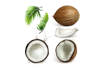 Coconut Tropical Tree Nut And Branch Set Vector