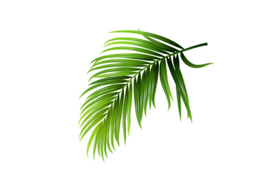 Coconut Tropical Palm Green Leaves Branch Vector