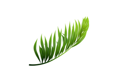 Coconut Exotical Palm Green Leaf Branch Vector