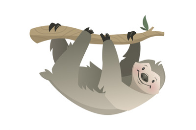 Sloth. Tropical jungle, circus or zoo animal, gray bear on branch hang