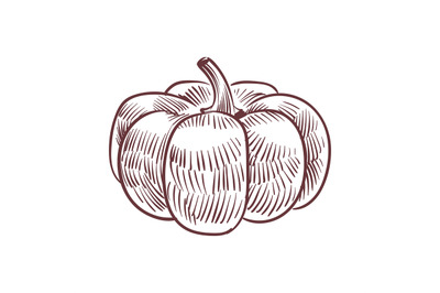 Hand drawn pumpkin. Detailed organic product sketch, cooking flavor in