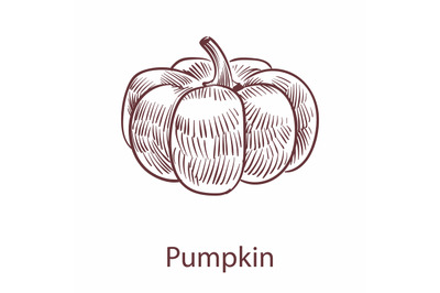 Pumpkin isolated object. Detailed organic product sketch, cooking flav