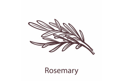 Rosemary icon. Botanical hand drawn branch sketch for labels and packa