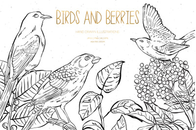 Birds and Berries Illustrations