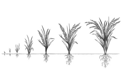 Rice growth. Plant crop growing cycle. Sketch life stages of farm cere