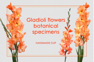 Flowers of orange gladioli