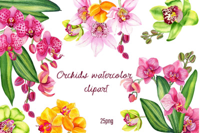 Orchids clipart, tropical flower Watercolor