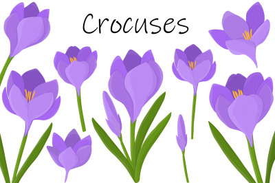 Crocuses vector. Crocuses flower. Crocuses SVG. Flowers SVG