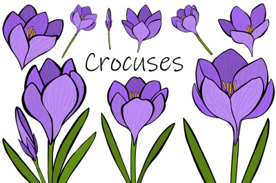 Crocuses vector. Crocuses flower. Crocuses SVG. Flowers SVG