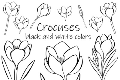 Crocuses black and white coloring. Crocuses SVG. Flowers SVG