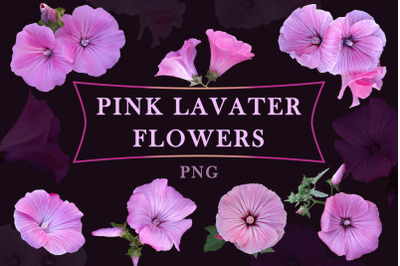 Pink Lavater flowers