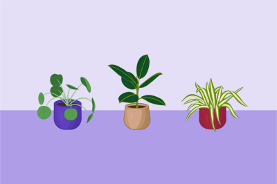 Houseplant Collection: Pilea, Ficus, Spider Plant