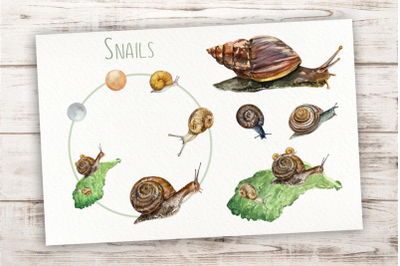 Snails Life Cycle Clip Arts and Print