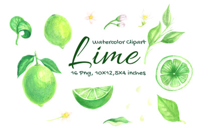 Lime Watercolor Fruit Slice Citrus