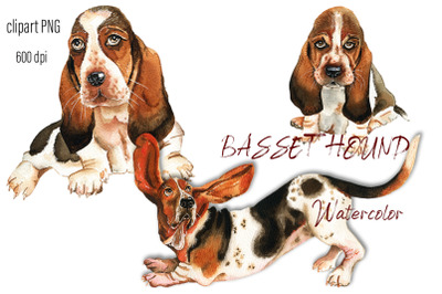 Basset Hound Watercolor. Portrait  dog clipart