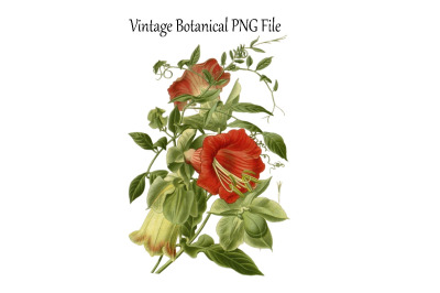 Vintage Botanical Flowers Transparent PNG