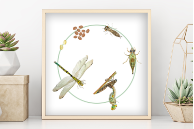 Watercolor Dragonfly Life Cycle Poster and Clip Art