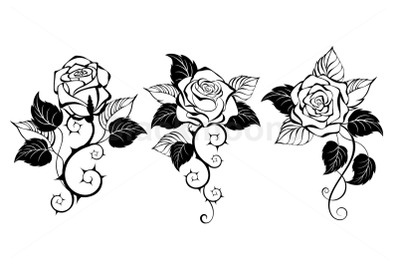 Three Outline Roses