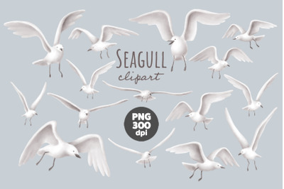 Seagull clipart