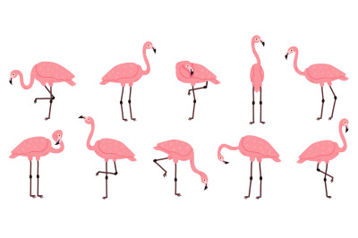 Pink flamingo. Exotic flamingos birds&2C; rose feathers african animal ch