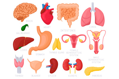 Human internal organs. Cartoon human organs, heart, liver, stomach