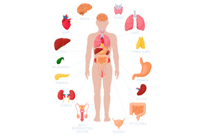 Human anatomy infographic. Anatomical internal organs names and locati