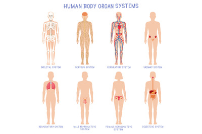 Cartoon human body organs systems. Anatomical biology systems, skeleto