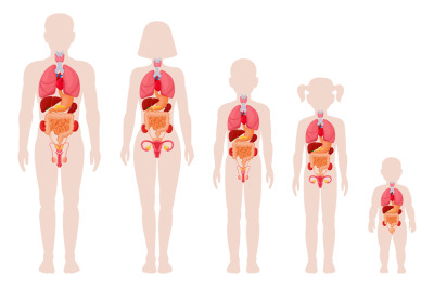 Human anatomy organs. Man&2C; woman&2C; girl&2C; boy and newborn baby with inte