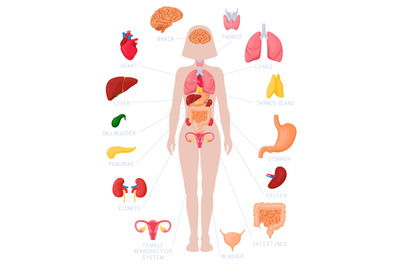 Woman internal organs infographic. Human body anatomy, lungs, kidneys,