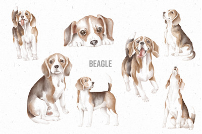 Beagle hand drawn clipart