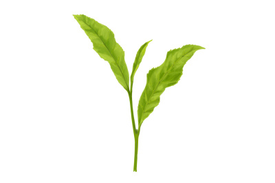 realistic tea leaf hand painting vector