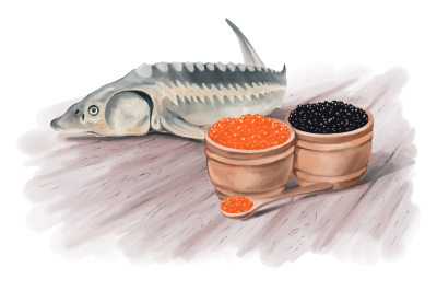 sturgeon fish and caviar hand painting vector