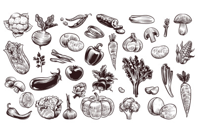 Vegetables sketch. Hand drawn various farming harvest food vintage col