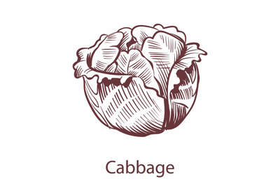 Cabbage icon. Detailed organic vegetarian product sketch, cooking ingr