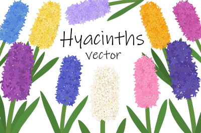 Hyacinths flower. Hyacinths vector. Hyacinth SVG. Flowers SVG