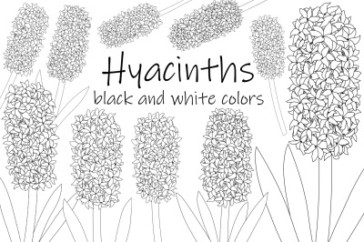 Hyacinths flowers black and white coloring. Hyacinths SVG