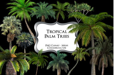 Tropical Palm Tree PNG Clipart Graphics