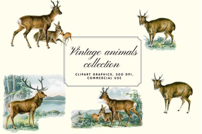 Antique Animal Clipart Set, Vintage Deers Clipart Graphics