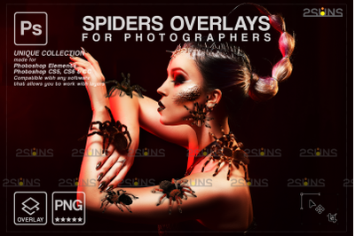 Photoshop overlay, spider overlay, spider clipart