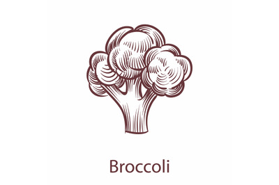 Broccoli isolated on white background. Detailed organic product botani