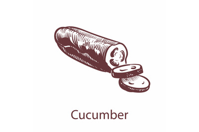 Cucumber hand drawn icon. Hand drawn vegetable in old style, sketch co