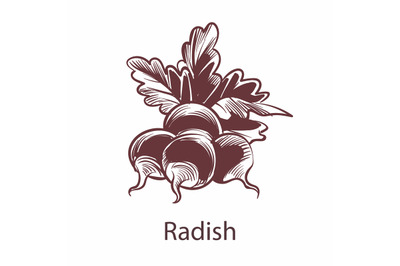 Radish hand drawn sketch. Detailed organic product botanical icon isol